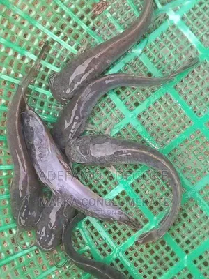 Fish Fried And Fresh
