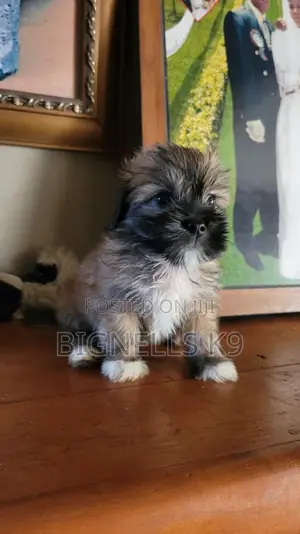 1-3 months Female Purebred Lhasa Apso