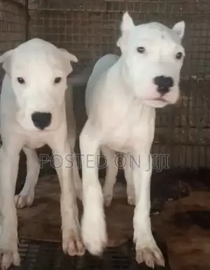 3-6 months Female Purebred Dogo Argentino