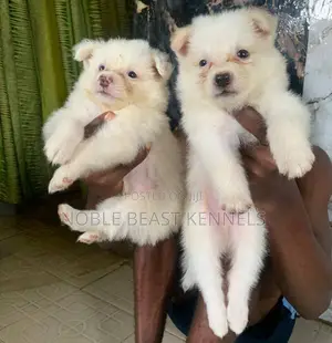 1-3 months Male Purebred American Eskimo