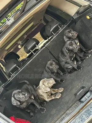 1-3 months Female Purebred Cane Corso