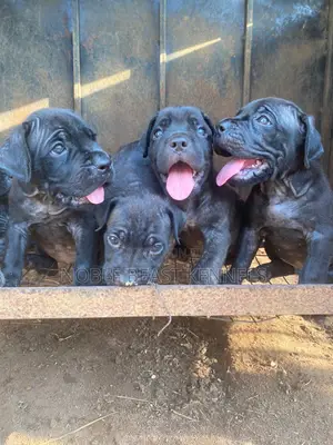 1-3 months Male Purebred Cane Corso