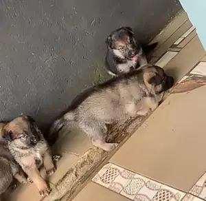 1-3 months Female Purebred German Shepherd