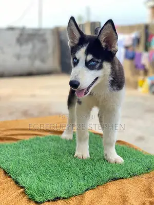 1-3 months Male Purebred Siberian Husky