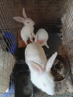 Mother Hyla Rabbit With 2 Babies for Sale