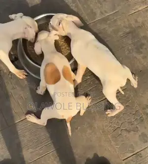 1-3 months Female Purebred American Pit Bull Terrier
