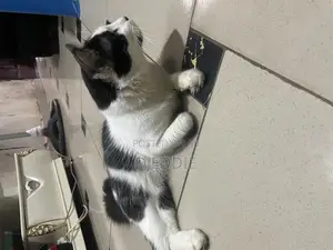 1+ year Male Purebred Turkish Angora