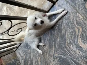 1+ year Female Purebred American Eskimo
