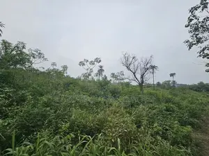 44 Acres of Farmland for Sale