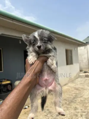 0-1 month Male Mixed Breed American Eskimo