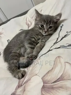 1-3 months Female Purebred Persian