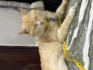 1+ year Male Mixed Breed Persian