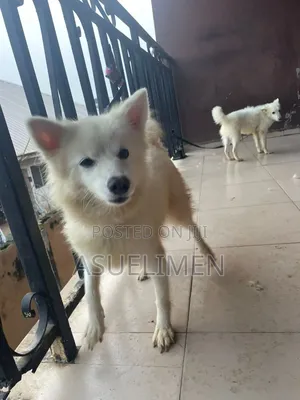1+ year Female Purebred American Eskimo