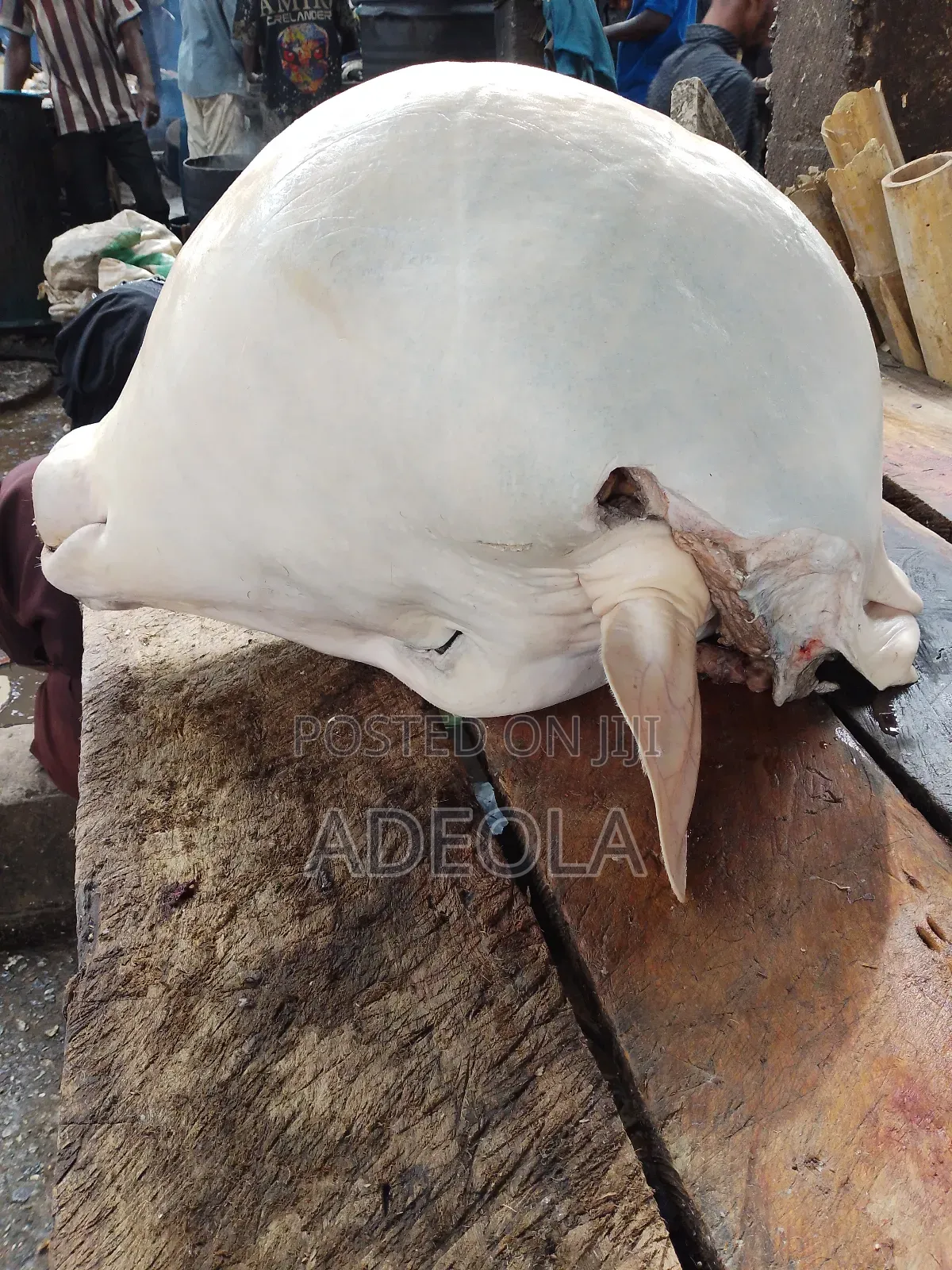 Premium Cow Head