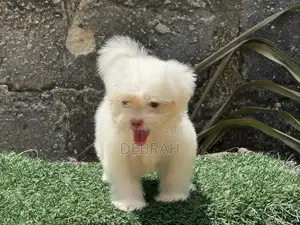 1-3 months Female Purebred Lhasa Apso
