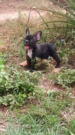 1-3 months Female Purebred French Bulldog