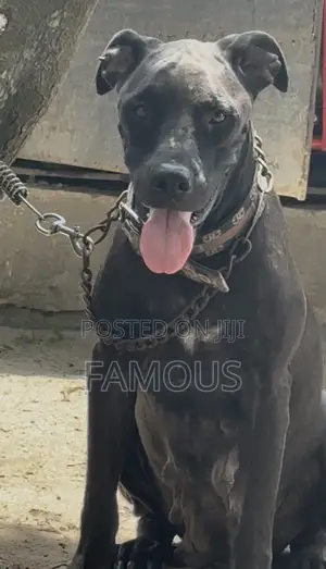 1+ year Female Purebred Boerboel