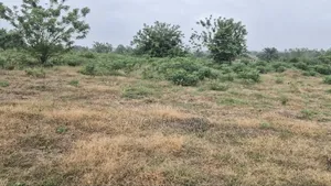 1 Plot by Road Side