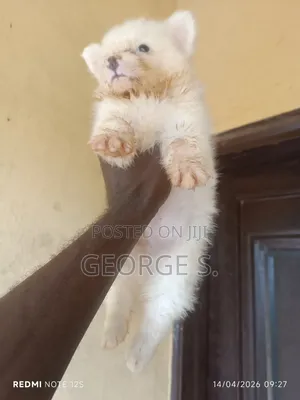 1-3 months Male Purebred American Eskimo