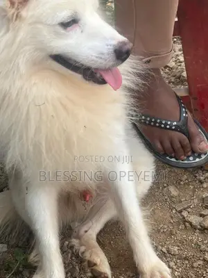 1+ year Male Purebred American Eskimo
