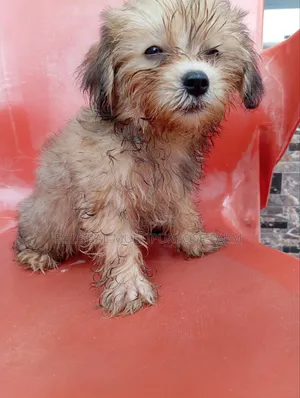 1-3 months Female Purebred Lhasa Apso