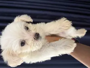 1-3 months Male Purebred Lhasa Apso