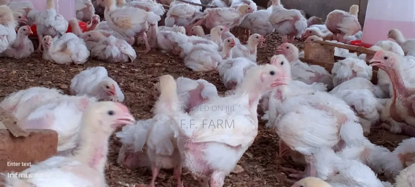 Four Weeks Broiler