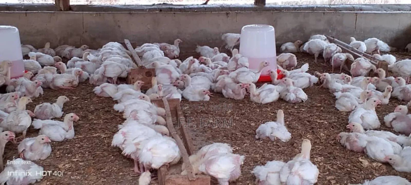 Four Weeks Broiler