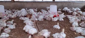 Four Weeks Broiler