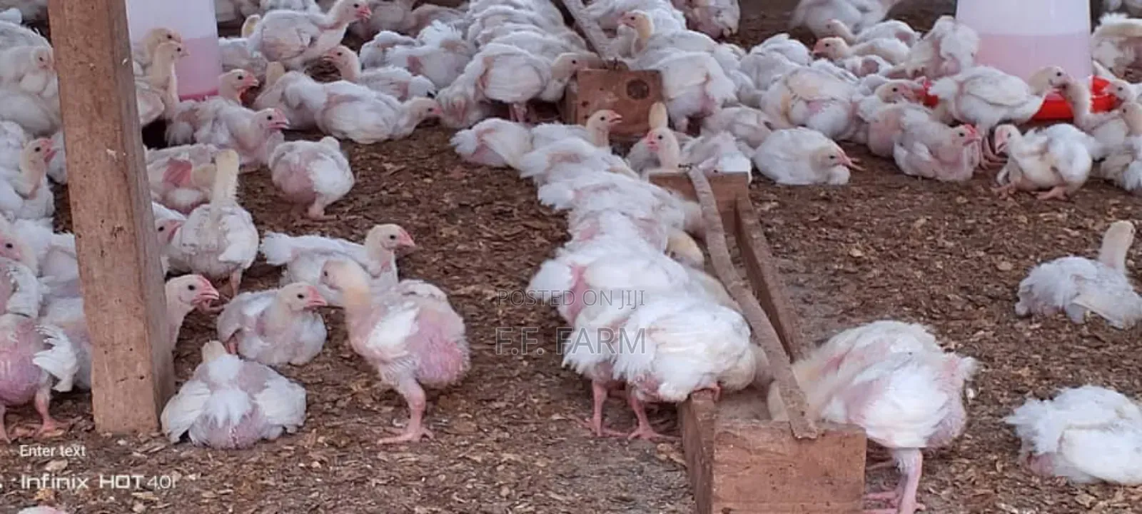 Four Weeks Broiler
