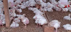 Four Weeks Broiler