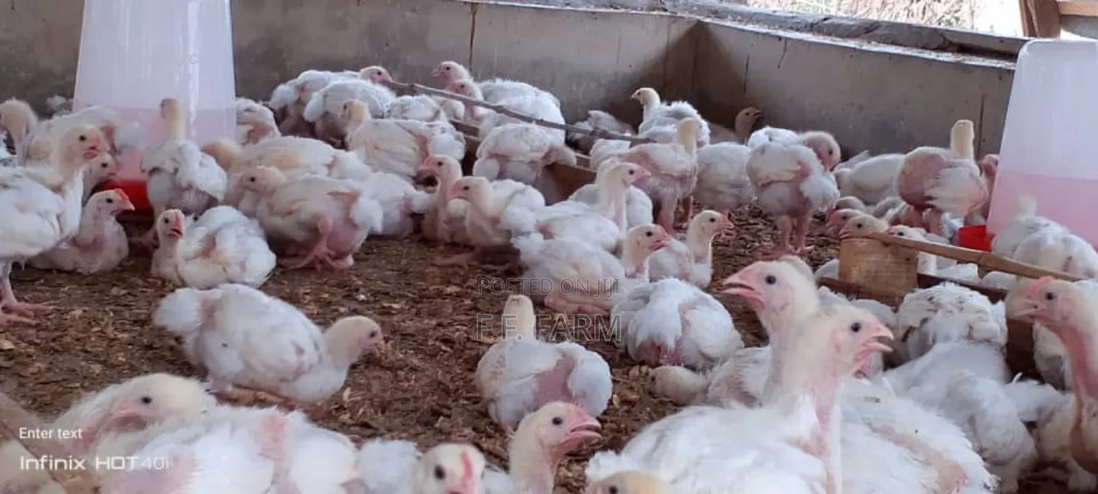 Four Weeks Broiler