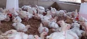 Four Weeks Broiler