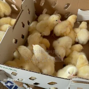 Day Old Broiler Layers