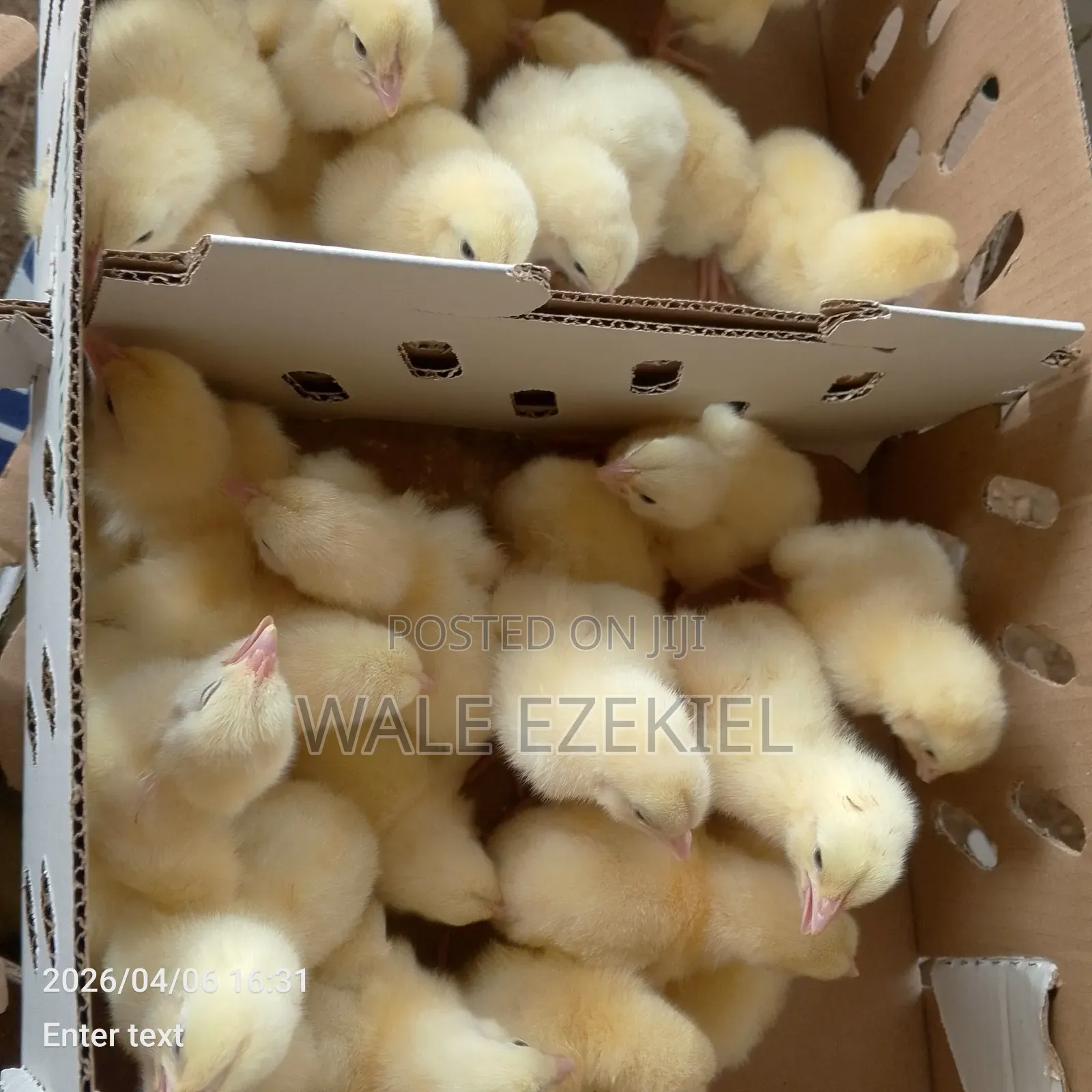 Day Old Broiler Layers