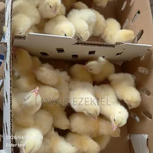 Day Old Broiler Layers
