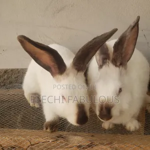Pure Breed California White Rabbits