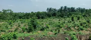 Palm Groove Estate, Iyana Offa