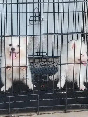 1-3 months Female Purebred American Eskimo