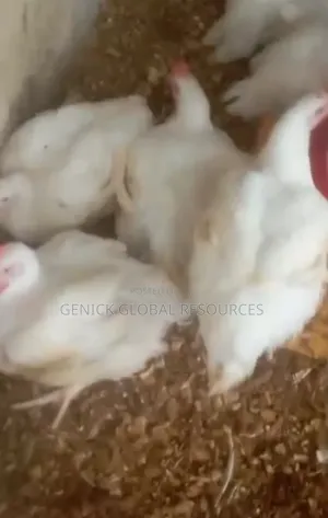 Live Chicken for Sale