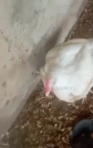 Live Chicken for Sale