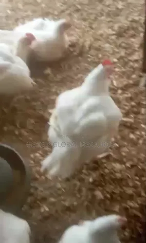 Premium 3kg Broiler Chicken – Fresh, Big Worth Every Naira!