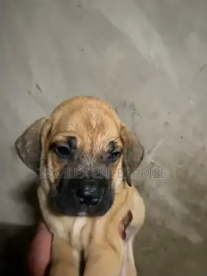 1-3 months Male Purebred Boerboel