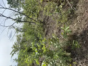 126 Acres Fertile Agricultural Farmland at Iwajowa Lga Lwere-Lle