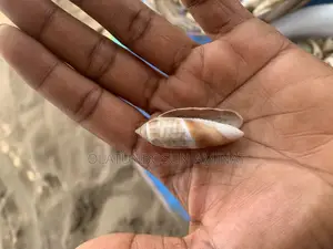 Seashells and Cowries