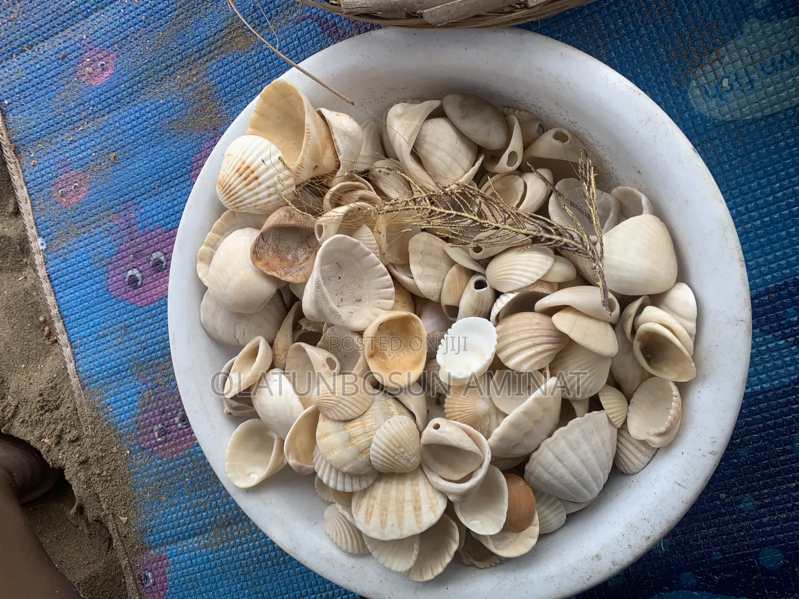 Seashells and Cowries