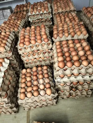 Fresh Poultry Eggs