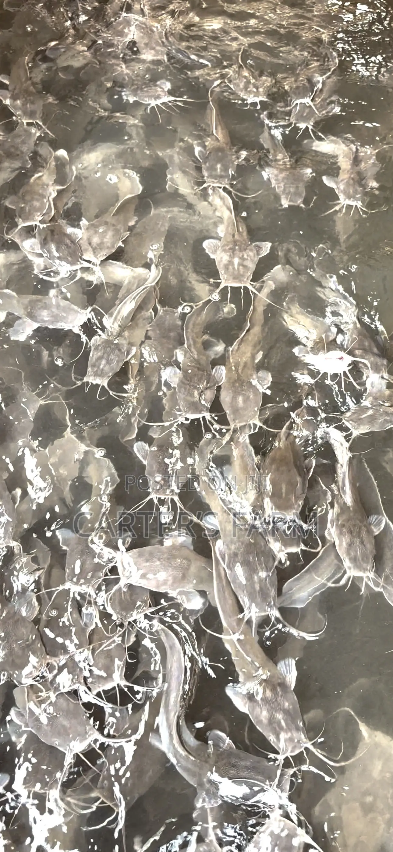 Fresh Catfish