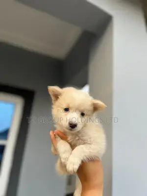 3-6 months Male Purebred Lhasa Apso