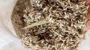 Brachiaria Ruziziensis Seed